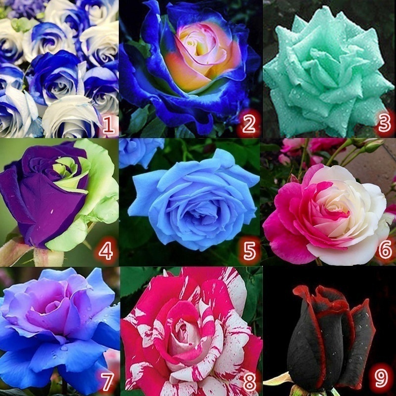 25x RARE multi-couleurs Rose pourpre Fleur Graines Jardin Plantes Vendeur Britannique
